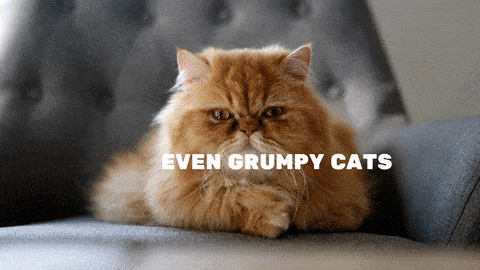 grumpy cat birthday gif